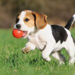Navigating the Challenges of Adolescent Dogs: Strategies for Smooth Transitioning