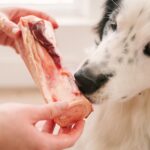 The Definitive Guide to Dog Bones: Finding the Perfect Chew for Your Canine Companion