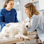 Veterinary Clinic Upgrades That Ease Anxiety for Pets and Owners
