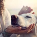 The Art of Pet Care: Nurturing Companionship with Grace and Responsibility
